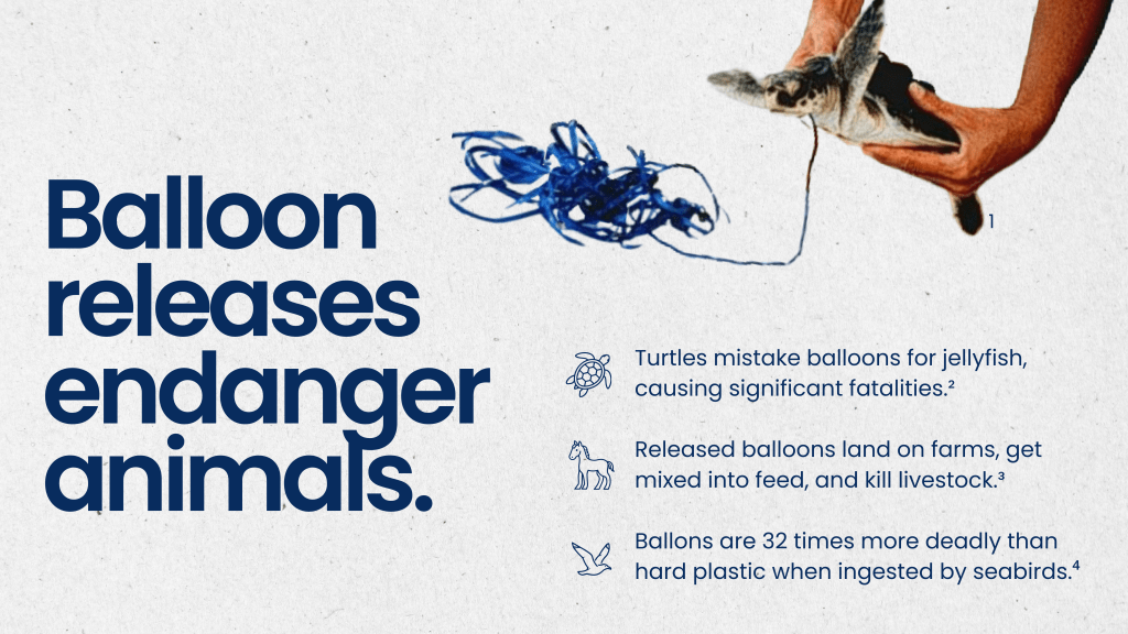 Title: Balloon releases endanger animals

Turtles mistake balloons for jellyfish, causing significant fatalities.²

Released balloons land on farms, get mixed into feed, and kill livestock.³

Ballons are 32 times more deadly than hard plastic when ingested by seabirds.⁴

Image of juvenile turtle being held with balloon string coming from neck
